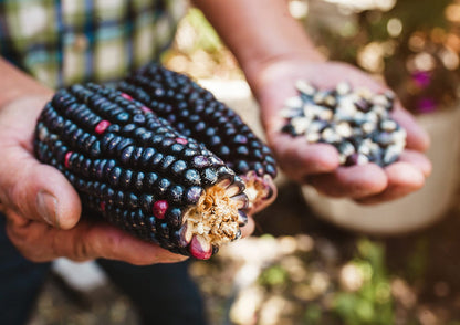 Organic Blue Corn Kernels, 5 Pounds - Non-GMO, Whole Dried Kernels, Vegan, Bulk. Cereal Grain. Good Source of Vitamin B6, Phosphorus. Great for Grinding. Perfect for Stews, Casseroles, Soups