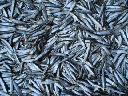 Old Riga Smoked Sprats in Oil 160g/5,6 Oz | Kosher Product, Non GMO, Keto Friendly | Rich in Omega-3 Fatty Acid, Vitamins and Minerals| From Fresh Wild Caught Sardines of Cold European Seas| (Pack of 12)