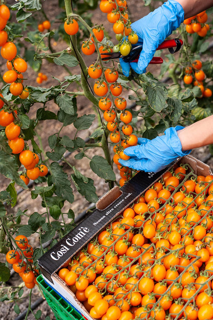 Yellow Cherry Tomatoes in Puree, Pomodorini, Daterini 28.22 oz (800g), 100% Italian, Cosi Come