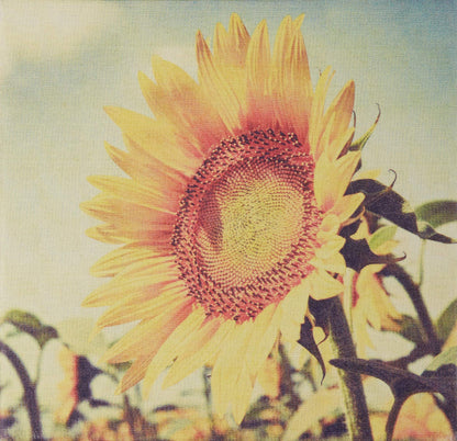 FarmHouse Fresh Sunflower Honey Butter Serum, 3 Fl Oz