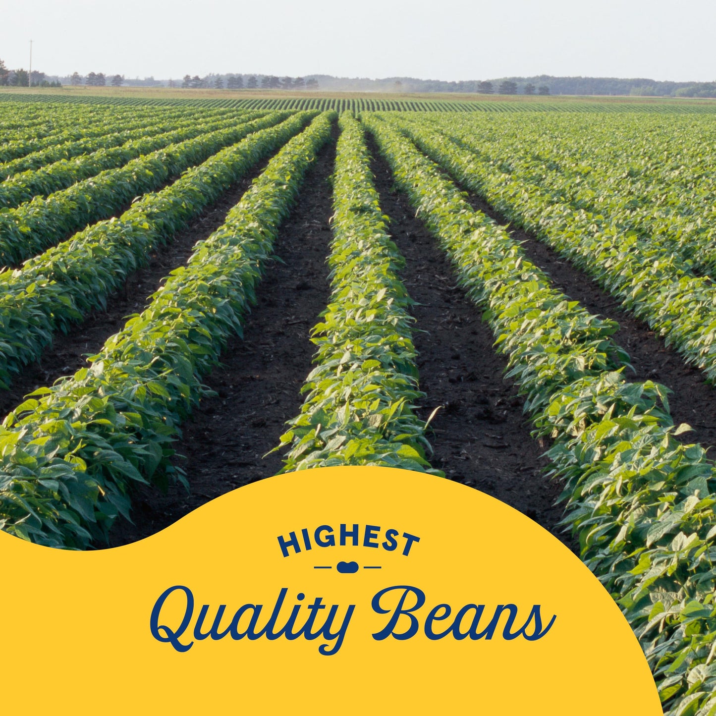 BUSH'S BEST Pinto Beans, 16 Ounce Can, Canned Beans, Pinto Beans Canned, Source of Plant Based Protein and Fiber, Low Fat, Gluten Free, For Soups, Salads and More