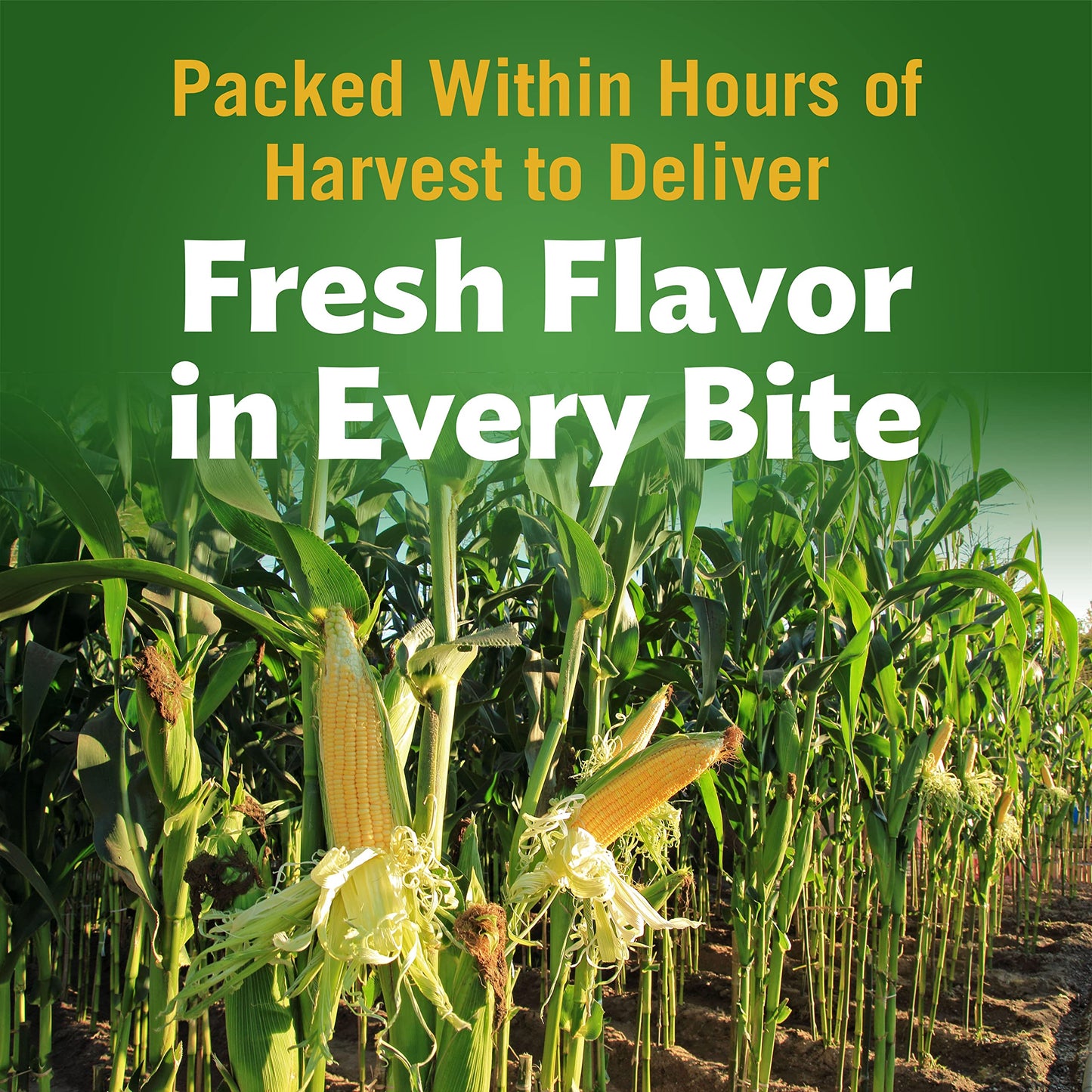 Del Monte Summer Crisp White Shoepeg Corn, 11 oz. Can (pack of 12)