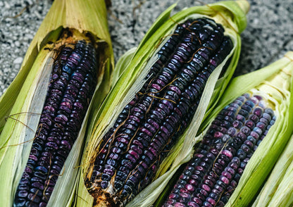 Organic Blue Corn Kernels, 5 Pounds - Non-GMO, Whole Dried Kernels, Vegan, Bulk. Cereal Grain. Good Source of Vitamin B6, Phosphorus. Great for Grinding. Perfect for Stews, Casseroles, Soups